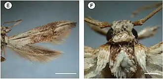 Palaeomystella tavaresi