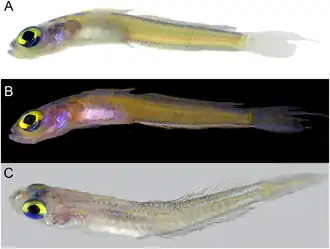 Palatogobius grandoculus