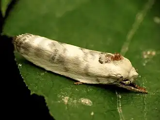 Antaeotricha leucillana