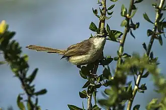 Bleke prinia