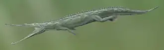 Paleorhinus