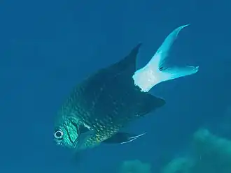 Chromis xanthura