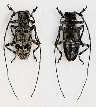 Palimna liturata