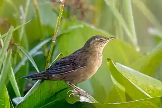 Siberische sprinkhaanzanger