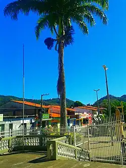 De Palm, symbool van de stad