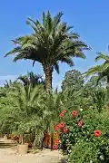 Een aantal mediterrane plantensoorten naast een palm