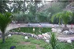 Vijver met o.a. veel flamingo's