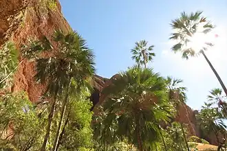 Palmbomen in de 'Echidna Gorge'