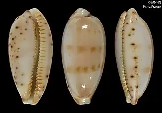 Palmulacypraea katsuae