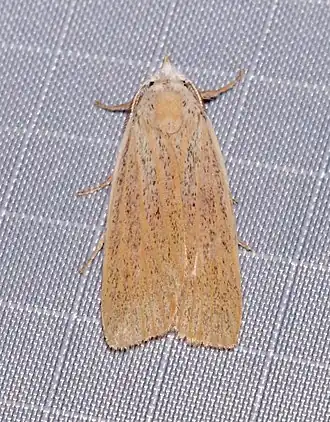Palpidia pallidior