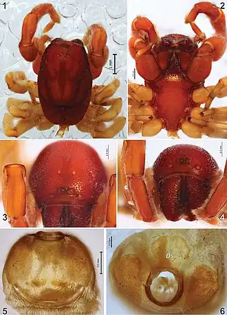 Palpimanus namaquensis