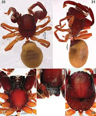 Palpimanus processiger