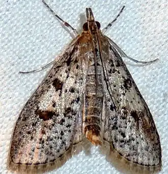 Palpita aenescentalis