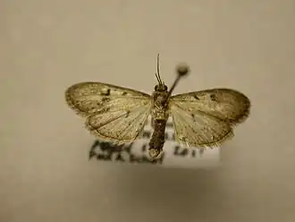 Palpita freemanalis
