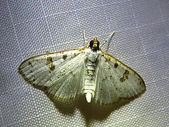 Palpita illibalis