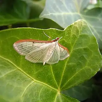 Palpita nigropunctalis