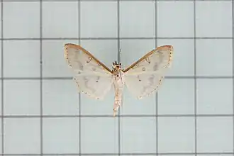 Palpita warrenalis