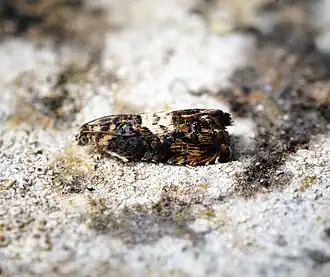 Fruitdwergbladroller