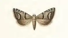 Jeneverbesdwergbladroller