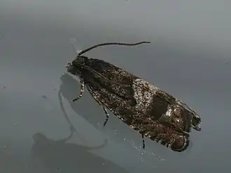 Gageldwergbladroller