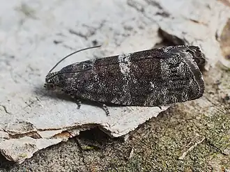 Grijze dwergbladroller