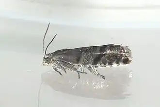 Sparrendwergbladroller