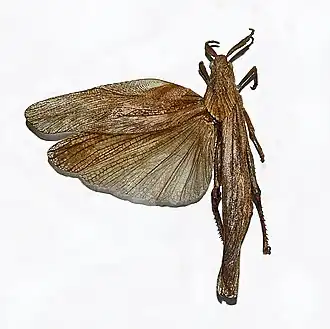 Xiphoceriana