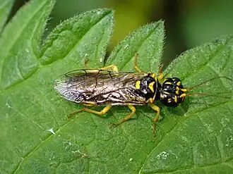 Pamphilius gyllenhali