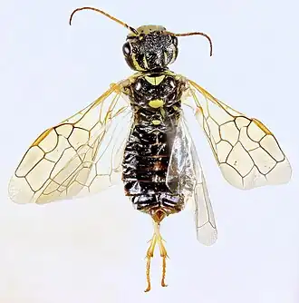 Pamphilius pallipes