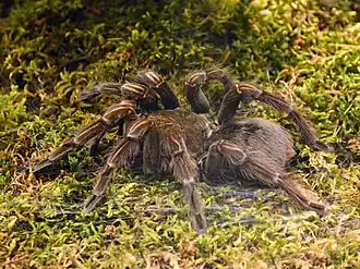 Pamphobeteus insignis