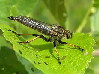 Bruinvleugelroofvlieg