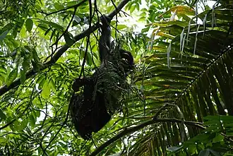 Een bonobo in zijn natuurlijke habitat