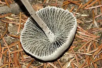 Kleinsporige vlekplaat