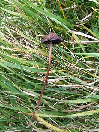 Zwartbruine vlekplaat