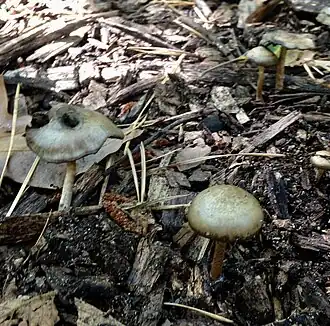 Panaeolus atrobalteatus