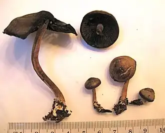 Panaeolus atrobalteatus