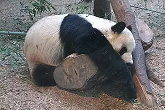 Een reuzepanda in Zoo Atlanta