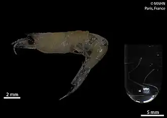 Pandalina spinicauda