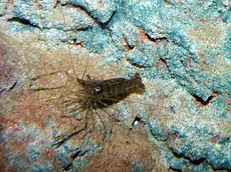 Pandalus latirostris