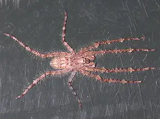 Pandercetes gracilis