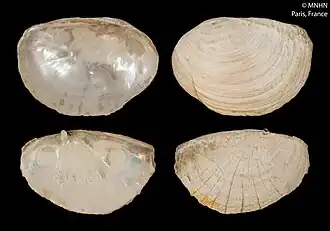 Pandora braziliensis