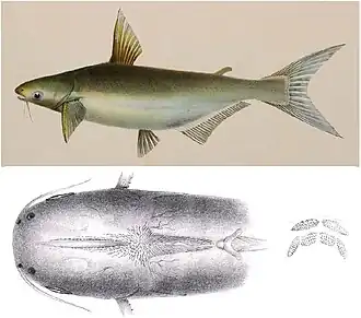 Pangasius djambal