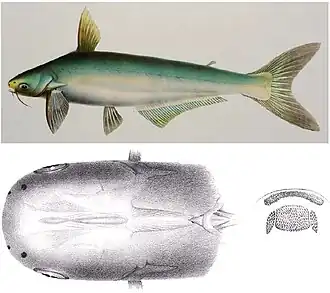 Pangasius polyuranodon