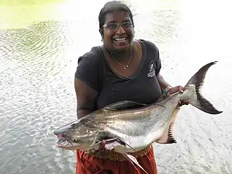 Pangasius sanitwongsei