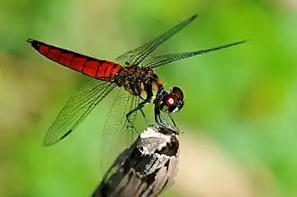 Lyriothemis elegantissima