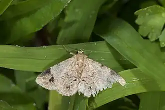 Panilla costipunctata