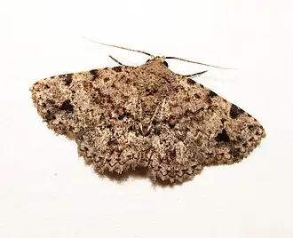 Panilla poliochroa