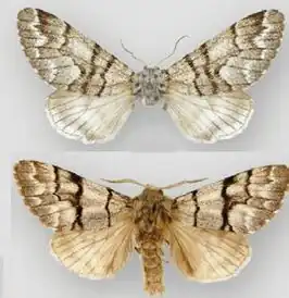 Panthea furcilla