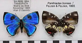 Panthiades boreas