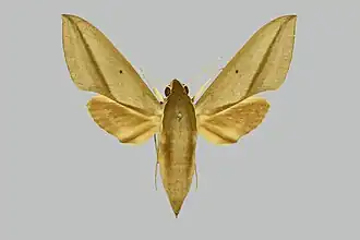 Pantophaea oneili